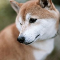 犬には『霊感』があるの？愛犬は見えない何かを感知している？異様な行動の意味まで解説