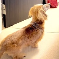 17歳のおばあちゃん犬が『部屋に飼い主がいる』と勘違い→ふとカメラで撮影したら…尊すぎる『気付いた瞬間』に反響「愛おしい」「文句がｗ」
