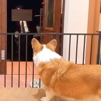 『東京で就職した息子』が久々に帰省→『犬と猫に忘れられてるかも』と心配してたら…尊すぎる『再会の瞬間』が52万再生「幸せ者」「相思相愛」