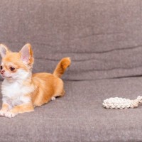 犬がおもちゃに興味がないときの反応3つ　ワンコが好みやすい玩具の共通点とは？