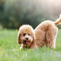 犬が『しっぽを振っている』ときの心理3選　しっぽの動きから愛犬の感情を読み取る方法とは？