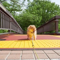 犬が散歩中に『怖いと感じる場所』4選　愛犬を安心させるために飼い主がすべき配慮とは？