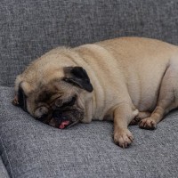 犬が飼い主に『無防備な姿』をみせる理由とは？愛犬にそばで安心してもらう方法までご紹介