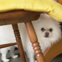 『不機嫌な犬』にしてはいけないタブー行為5選　関係性が悪化する絶対NG行動まで解説