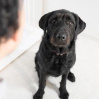 『犬を怖がらせてしまう人』の特徴3つ　ワンコに威圧感を与える見た目や態度とは？