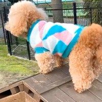 犬が『高いところに登った』結果→『だれかたすけて』と怖がって…愛おしすぎる『必死の抵抗』に反響「固まってるｗ」「コントみたいでかわいい」