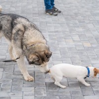 犬が『おしりを嗅ぎ合う』心理3つ　主な理由やワンコ同士がみせる仕草の意味まで