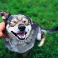 犬の幸福度を高める『撫で方』4選　愛犬を幸せにする接し方のコツや触られると嬉しい場所まで