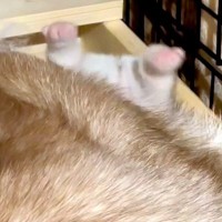 母犬に挟まれ『おしりを丸だし』にしていた赤ちゃん犬→たったの3ヶ月後…同じ犬とは思えない『成長』が379万再生「たまらん」「どちらも最高」