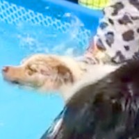 プールに入る犬を『スローモーションで撮影してみた』結果→明らかに様子がおかしい『入水方法』が31万再生「棒高跳びで草」「もはや曲芸の域」
