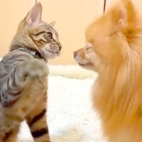 友達のように仲良く遊ぶ『犬と子猫ちゃん』→『そのまま仲良しかな』と思ったら、6年後…辛辣な現在が50万再生「切ない…」「マイペースｗ」