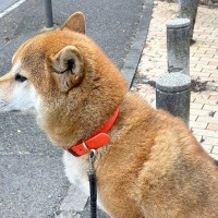 お散歩中、犬が『動きたくない』と拒否→足元を見てみると…想像を上回る『まさかの光景』に5万いいね集まる「逆にすごいｗ」「ハチ公かな？」