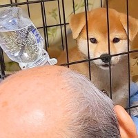 赤ちゃん犬を飼って3日目→父がずーっと見つめていて…『完全にダメになった光景』に42万いいね「気持ちわかる」「後ろ姿が…ｗ」現在の様子も