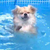 『プールが深くて溺れてしまう』と焦る犬→『足がつくこと』に気付いた瞬間…想定外の展開で見せた『表情』に6万いいね「顔ｗｗ」「真剣で最高」