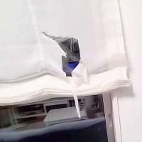 カーテンがビリビリに破れていたので『猫を叱った』結果→2匹の犬がやってきて…『まさかの行動』が37万再生「いつでも味方」「怒れないｗ」