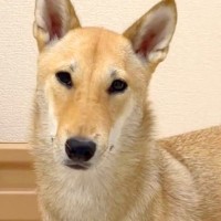 通りすがりの人に、必ず二度見される犬→下の方を見てみると…まさかの『あまりにも長い足』が149万再生「柴犬界の冨永愛」「柴に見えないｗ」