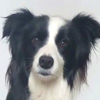 『ワオーン』と犬語を喋ってみたら、聞いていたワンコが…あまりにも尊い『お返事』が30万再生「ヒュッて耳が下がるの可愛い」「通じてる」