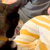 寝ようと転がっている夫→なぜか犬が『寝かせない』と邪魔をしてきて…起きるしかない『激しい攻撃』が44万再生「笑った」「むしろ羨ましい」