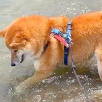 海の波打ち際で『好きな石』を発見した犬→『もう少しで取れる』と思いきや…応援したくなる『まさかの展開』が28万再生「大自然と格闘ｗｗ」