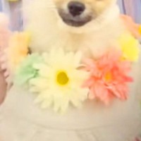 トリミング後に撮影した犬→なぜか『被り物』を着せられていて…思った以上に『似合っている光景』が13万再生「爆笑ｗ」「まんざらでもなくて草」