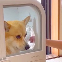 娘と夫が『ドライヤー中の犬を撫でた』結果→あからさまに嫌がり…まさかの『露骨すぎる態度の違い』が18万再生「たまらん」「可愛いし面白い」