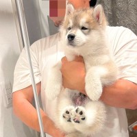 『腕もげるかと思った』5キロほどの赤ちゃん犬→たった1年で…約6倍の『衝撃の成長速度』に反響「カッコよくなってる」「色も変わるのか」