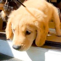 赤ちゃん犬の『初散歩』→『楽しんでいるな』と思ったら、100メートル進んだ地点で…予想外の展開に反響「大冒険だよねｗ」「保育園児みたい」