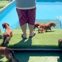 初めてプールに遊びにきた5匹の犬→『水を怖がって泳げないかな』と思っていたら…可愛すぎる光景が10万再生「みんな凄い」「一生懸命で最高」