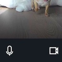 お留守番中の犬に『遠隔でご飯をあげようとした』結果→眠っていたようで…カメラが捉えた光景に6万いいね「可愛すぎ」「食欲が勝ってるｗｗ」