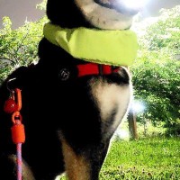 『いけ！しばいぬ！はかいこうせんだ！』夜、ふと犬の写真を撮ったら→まさかの『奇跡の一枚』に4万いいね「神々しい」「次のターン動けないｗ」