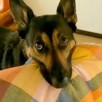 犬に買ってあげた『ベッド代わりのマット』→『夜、ちゃんと使ってくれるかな』と思ったら…想像と違う『使い方』が14万再生「賢い」「布団ｗ」