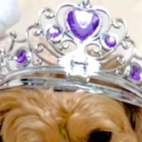 娘が突然開催する『犬の誕生日会』→楽しんでいると思ったら…まさかの『絶望の表情』が390万再生「目の輝きがｗ」「あー始まったって顔で草」