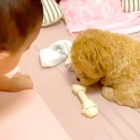 おやつを奪われるとブチギレる犬→なぜか『赤ちゃん』が取ろうとすると…あまりにも違う『まさかの態度』が71万再生「差が凄いｗ」「表情豊か」