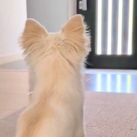 北海道へ帰省するため、犬と5日間のお別れ→不在中も帰りを待ち続けていて…帰宅時の『感動的な再会』が28万再生「愛おしい」「後ろ姿が…」