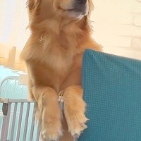 中学生の息子が帰宅→ケージに入っていた大型犬が『おかえりなさい！』と喜んで…人間のような『表情』が260万再生「可愛すぎ」「口角がｗ」