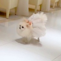 結婚式で『リングドッグ』をした犬→『まっすぐ来てくれる』と思いきや、参列者に…尊すぎる『ご挨拶』が38万再生「可愛い」「ファンサ最高」