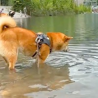 川で遊ぶ『泳いだことがない犬』→突然足場を失ってしまい『大ピンチ』かと思いきや…予想外の光景に反響「必死な顔が可愛いｗ」「頑張ったね」
