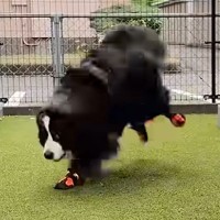 超大型犬が『初めて靴を履いた』結果→ぎこちない歩き方になってしまい…可愛くて面白い『動き』に反響「ドタドタアンヨが可愛い」「お利口さん」