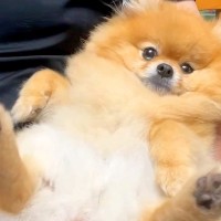 実家に帰省→犬も一緒につれて行ったら、みんなに可愛がられて…『愛に溢れた光景』に反響「愛されて当然という顔」「幸せいっぱいでほっこり」