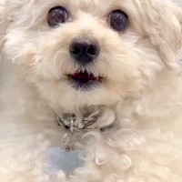 スマホで犬を撮影していたら、落としそうになってしまい…次の瞬間→まさかの『人間のような光景』に3万いいね「シゴデキ犬」「動体視力すごい」