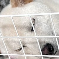 気持ちよさそうに眠っている犬→よく見てみたら、頭の下に…想定外だった『尊すぎる光景』に1万いいね「幸せな寝顔そっくり」「まさかの仰向けｗ」