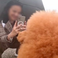 京都に来た『アニメのような犬2匹』→外国人が声をかけてきて…『オーマイゴージャス！』最高の反応が53万再生「爆笑」「日本人との差がｗｗ」