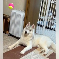 かっこいいハスキー犬に『ボールを投げた』結果…見た目とのギャップがありすぎる『まさかの結末』に7万いいね「芸術点高いｗ」「何回も見た」