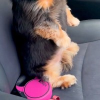 車の助手席に乗っている犬→運転席を見て『出発しないんですか？』と…あまりにも人間すぎる『二度見』に反響「世界一かわいい」「眼差しがｗ」