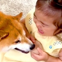 2歳の女の子が『犬に泣かされてしまった』結果→ただならぬ空気を察して…あまりにも尊い『ごめんね』の仕方が36万再生「涙出た」「優しい世界」