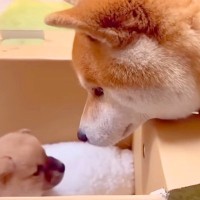 赤ちゃん犬の名前を『先住犬に選んでもらった』結果→『ちゃんと決めれるかな』と思ったら…衝撃の光景が1232万再生「賢すぎる」現在の様子も