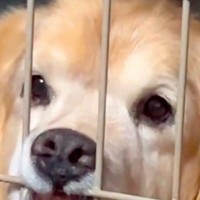 ご飯を食べるので、大型犬をケージに入れた結果→不満を隠しきれずに…絶対に間違っている『アピールの仕方』に爆笑「顔ｗｗ」「笑かしにきてる」
