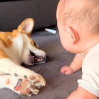 赤ちゃんに大きな声で『ワンッ』と吠えた犬→『ビックリさせてしまった』と思ったのか…まさかの気遣いが141万再生「頭良すぎ」「優しい子」