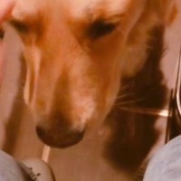 辛くて涙が止まらない女性→少し落ち着いたら、遠くでそっと見ていた『大型犬』が来て…あまりにも優しい光景が27万再生「心配してる」「感動」
