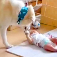 赤ちゃんに近づく超大型犬→こっそり撮影してみたら…『守らなければいけない存在』あまりにも尊い光景が11万再生「幸せ感じる」「本当優しい」
